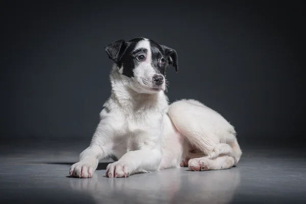 Dogs — Stock Photo, Image