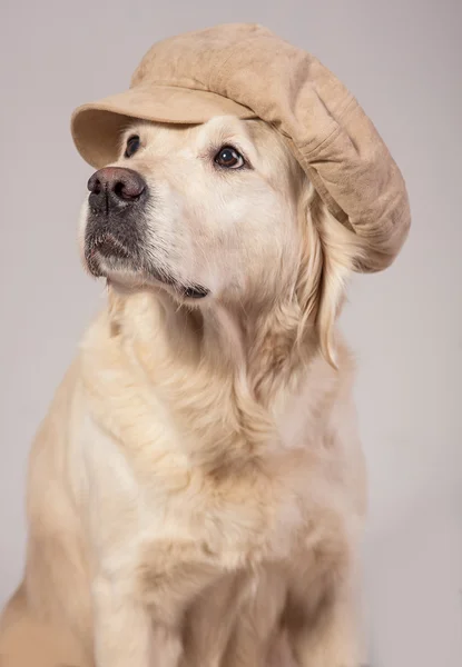 Cães — Fotografia de Stock