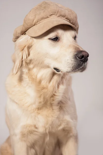 Cães — Fotografia de Stock