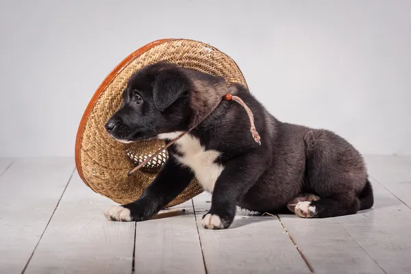 Cães — Fotografia de Stock