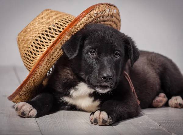 Cães — Fotografia de Stock