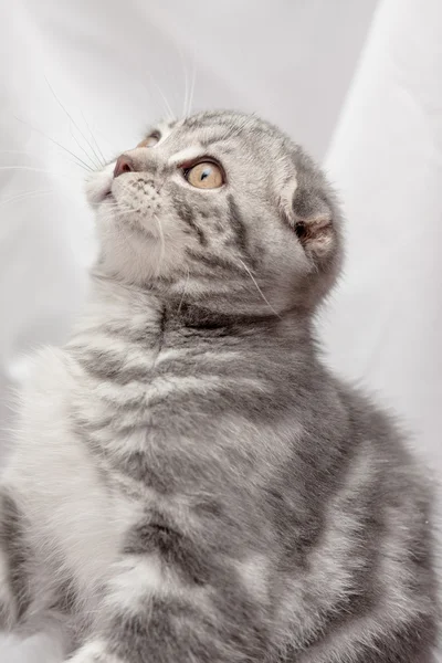 Kissat — kuvapankkivalokuva