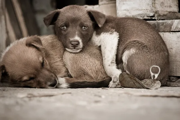 Köpekler — Stok fotoğraf