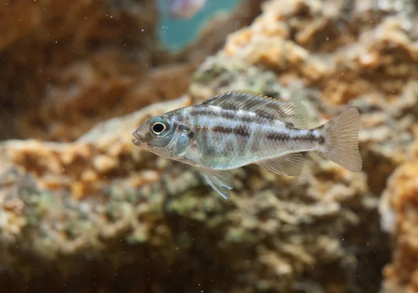 Pescado — Foto de Stock