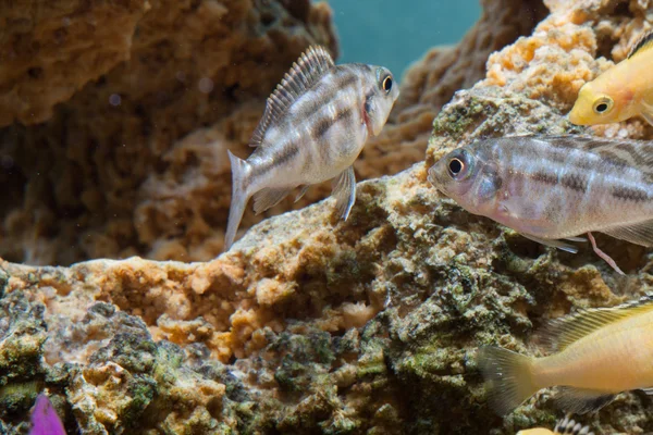 Pescado — Foto de Stock