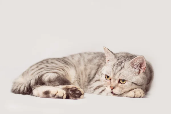 Kitten — Stock Photo, Image