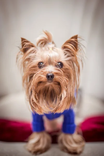 Dogs — Stock Photo, Image