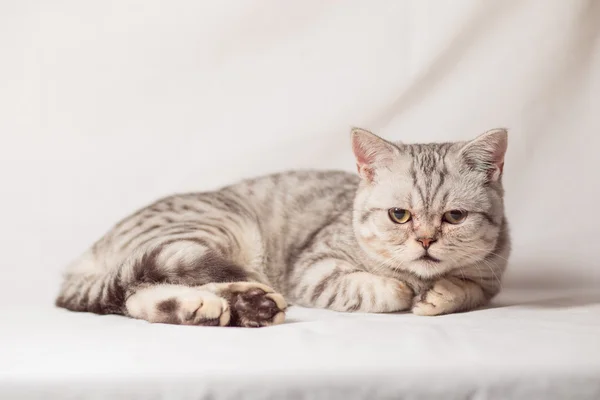 Gatos — Foto de Stock