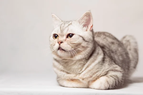 Katter — Stockfoto