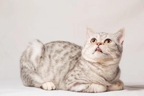 Cats — Stock Photo, Image