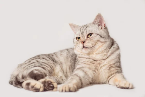 Cats — Stock Photo, Image