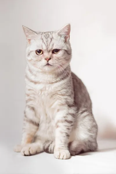 Gatos Imagens Royalty-Free
