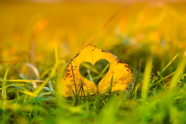 Amor — Fotografia de Stock