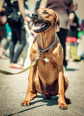 Köpekler