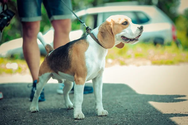 Dogs — Stock Photo, Image