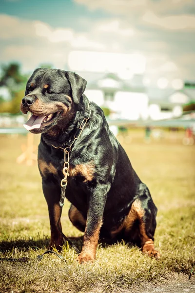 Dogs — Stock Photo, Image