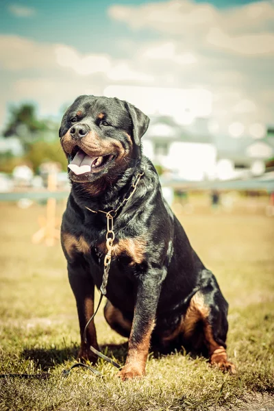 Hunde — Stockfoto