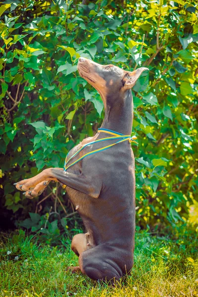 Cães — Fotografia de Stock