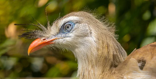 Close-up of a beautiful brazilian bird called Seriema or Cariama Cristata