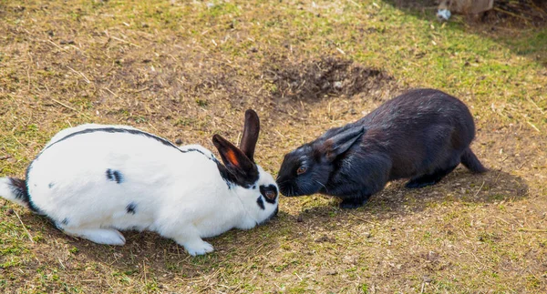 Beautiful Couple Black White Rabbits — Photo