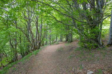 Pathway to the top of Antola Mount, inside the Antola park in Genoa province, Italy.