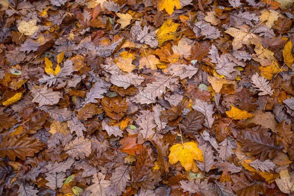 Падаюче Листя Землі Восени Дощем — стокове фото
