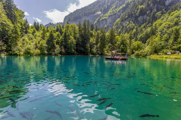 View Blausee Blue Lake Bernese Oberland Famous Tourist Destination Switzerland — Stock Photo, Image