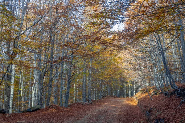 Road covered with leaves of beech trees in a beech forest in autumn, province of Genoa, Italy