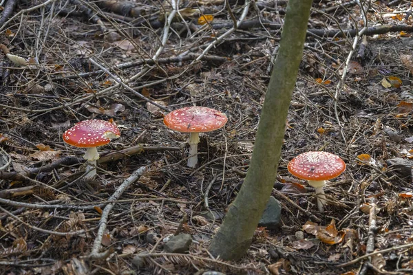 Amanita Muscaria Setas Setas Tóxicas — Foto de Stock