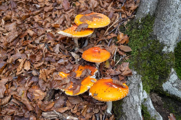 Grzyby Amanita Muscaria Grzyby Toksyczne — Zdjęcie stockowe