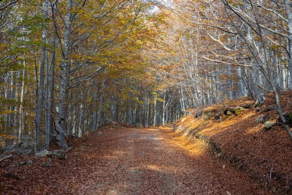 Road covered with leaves of beech trees in a beech forest in autumn, province of Genoa, Italy