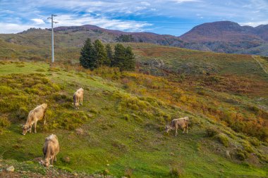 Sonbaharda bir dağ manzarasında otlayan inekler, Ceneviz, Ligurya, İtalya