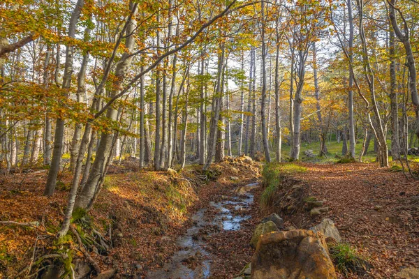 Небольшой Ручеек Буковом Лесу Осенью Регионе Фаурия Провинция Генуя Италия — стоковое фото
