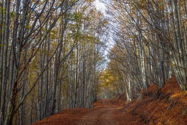 Road covered with leaves of beech trees in a beech forest in autumn, province of Genoa, Italy