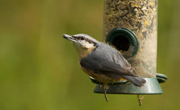 Nuthatch. — Fotografia de Stock