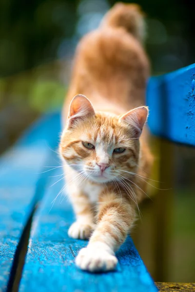 Şirin kedi.