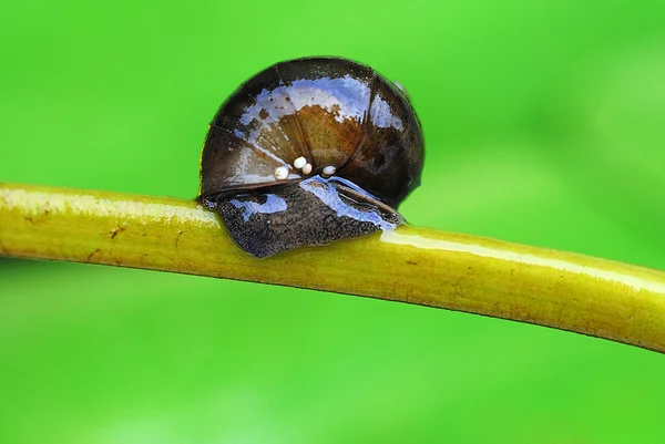 Sneil, natureza — Fotografia de Stock