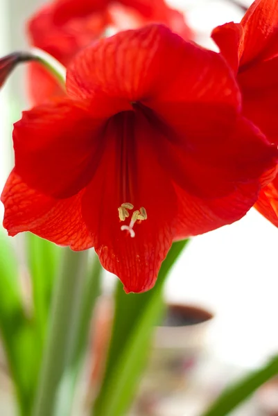 Groene en rode bloem — Stockfoto