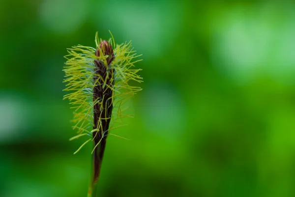 Flor verde — Fotografia de Stock