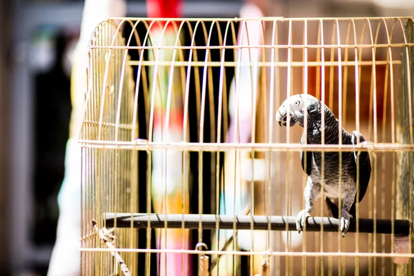 Colorful parrot in a cage — Stock Photo, Image