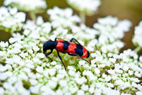 Besouro preto e escaravelho — Fotografia de Stock