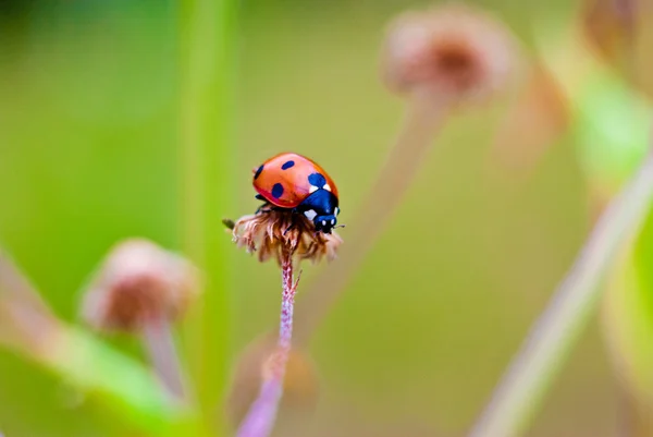 Uğur böceği bir çiçek üzerinde Stok Fotoğraf