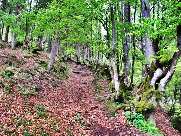 Bela floresta — Fotografia de Stock