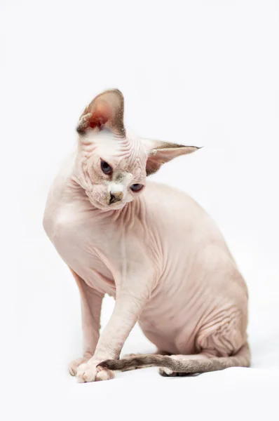 beyaz zemin üzerine Kanadalı sphynx