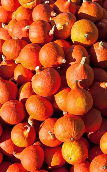 Calabazas Hokkaido —  Fotos de Stock