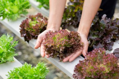 Eller zehirli olmayan sebzelere dokunuyor