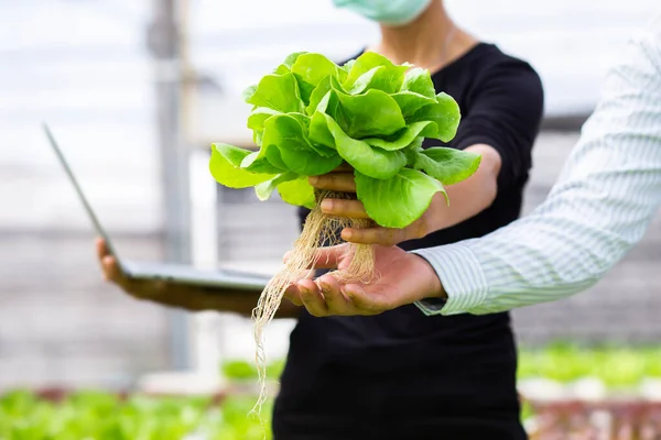 hands touching non toxic vegetables