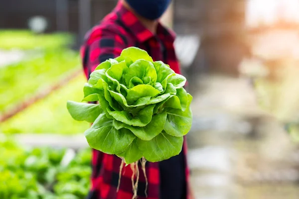 Tangan Menyentuh Sayuran Tidak Beracun — Stok Foto
