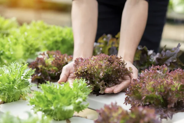 Tangan Menyentuh Sayuran Tidak Beracun — Stok Foto