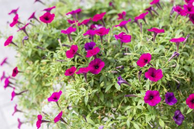 Ahşap masada seramik çömlek içinde yeşil ağaç. Baharda bahçeyle dolu ev içi bitkiler kavramı. Şablon. Uğurlu ağaçlar, ağaçlar havayı temizler..